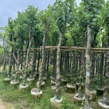 宫粉紫荆7～15公分基地直销规格齐全欢迎老板来电咨询合作