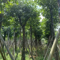 秋枫树15～50公分基地直销规格齐全欢迎老板来电咨询合作
