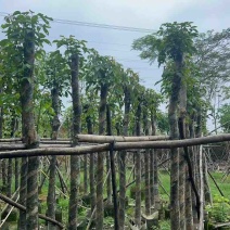 重阳木基地直销规格齐全欢迎老板来电咨询合作