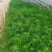 旱伞草
