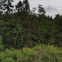 罗平油菜籽