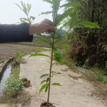 造林苗，木荷杯苗，防火苗，木荷袋苗，自家苗圃，基地直发，