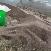 江西南丰油菜籽