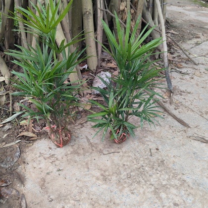 贵州黔南细叶棕竹产地货源批发价格行情