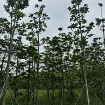 杜英基地直销规格齐全欢迎老板来电咨询合作