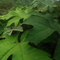通草苗，通草是草本植物，管理解单，一次投资，多年受益