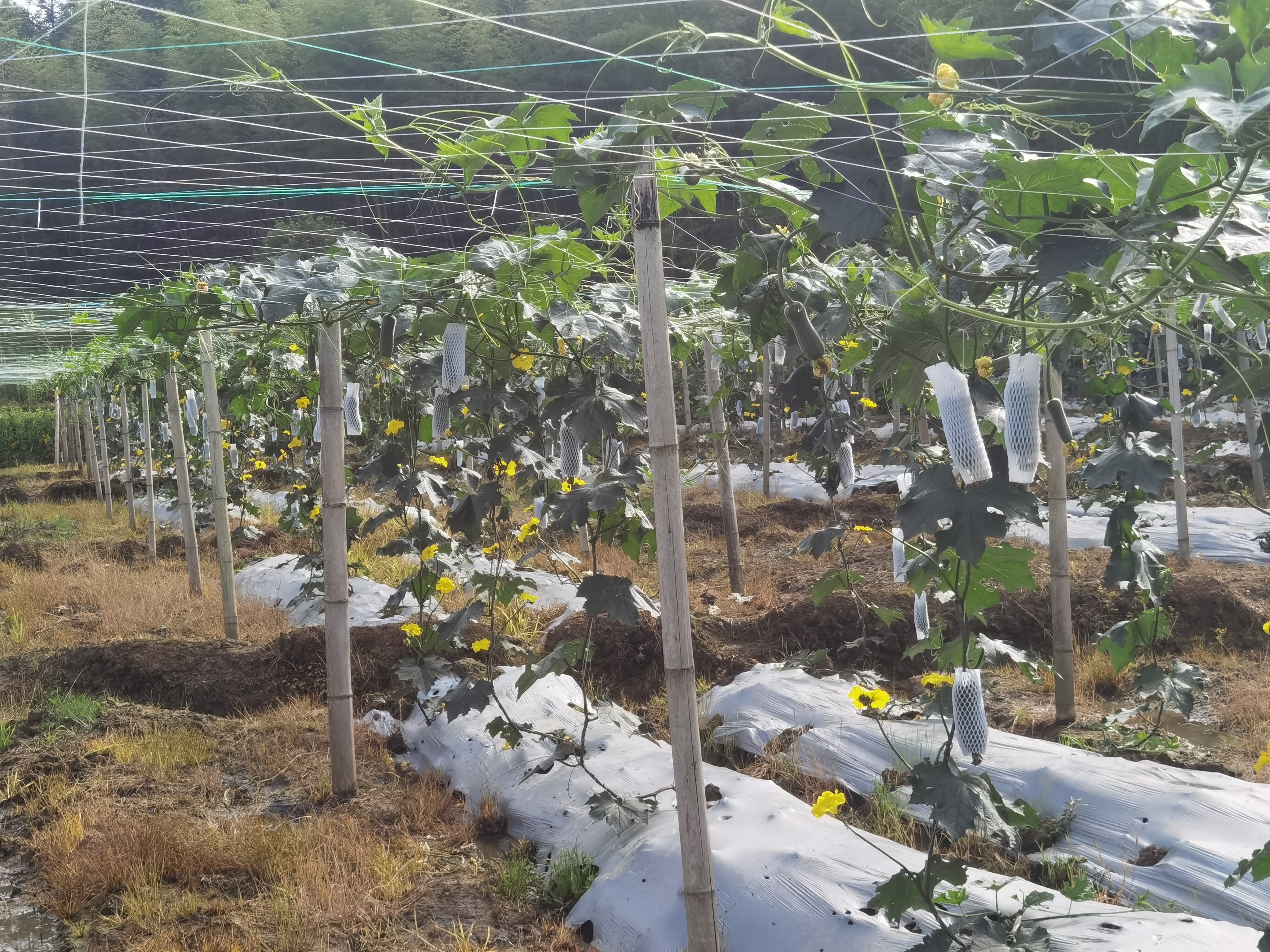 春季丝瓜架设场景