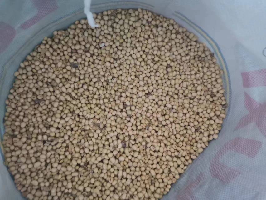 圣育24大豆简公籽粒特写照片