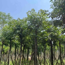 秋枫树15～20公分基地直销规格齐全欢迎老板来电咨询