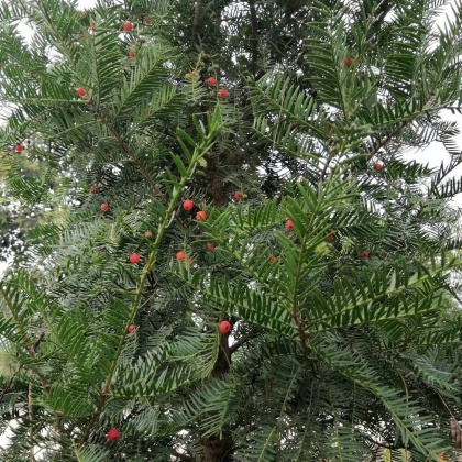 阿城区东北红豆杉产地行情