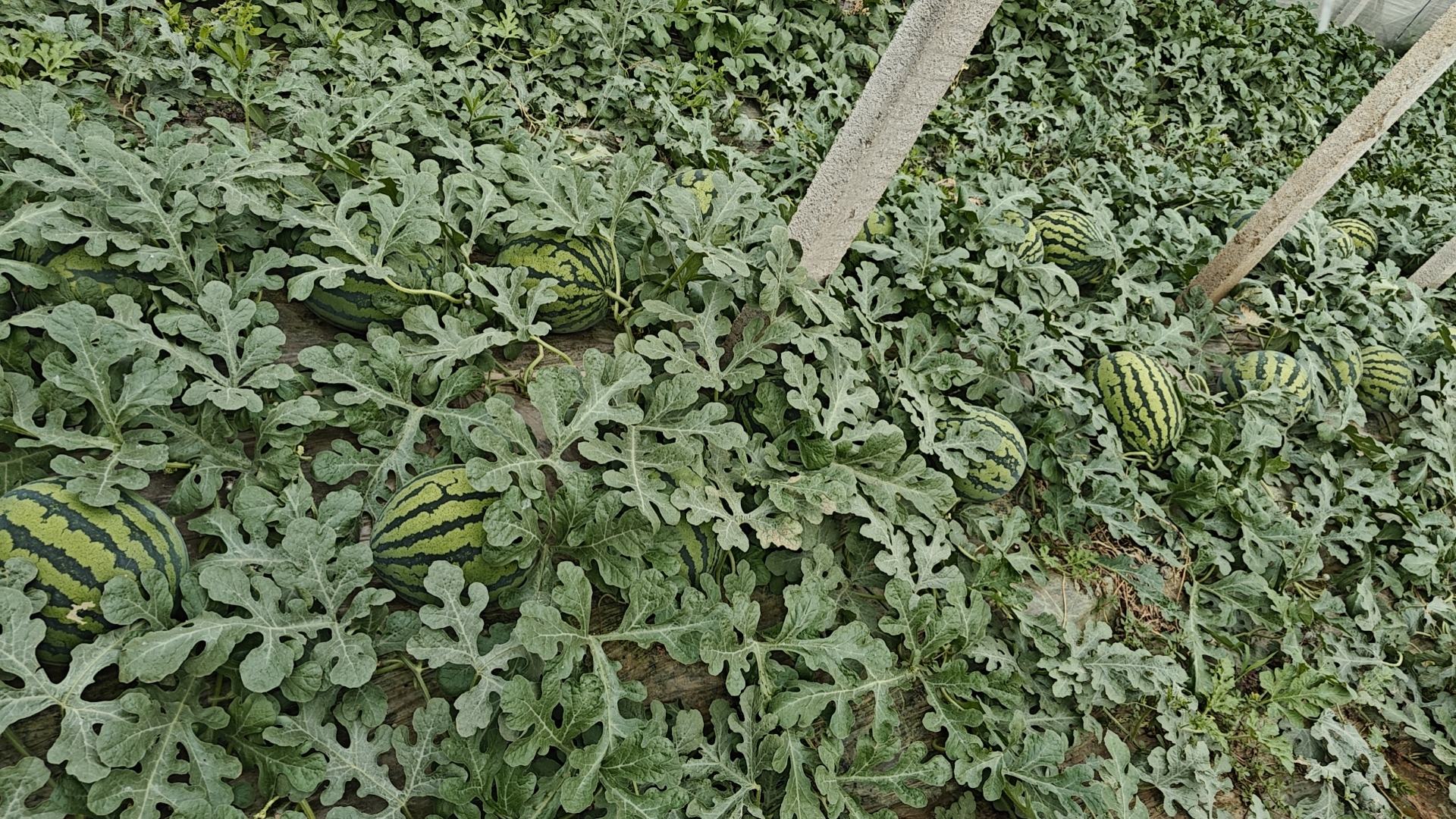 一个被横向切开的甜王西瓜,露出鲜艳的红色果肉,汁水饱满,黑色种子清晰可见,周围摆放几片去皮果块,背景虚化显示农贸市场摊位,突出产品新鲜度与商品性 切开的甜王西瓜特写