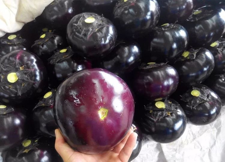 香瓜茄与普通西红柿对比图