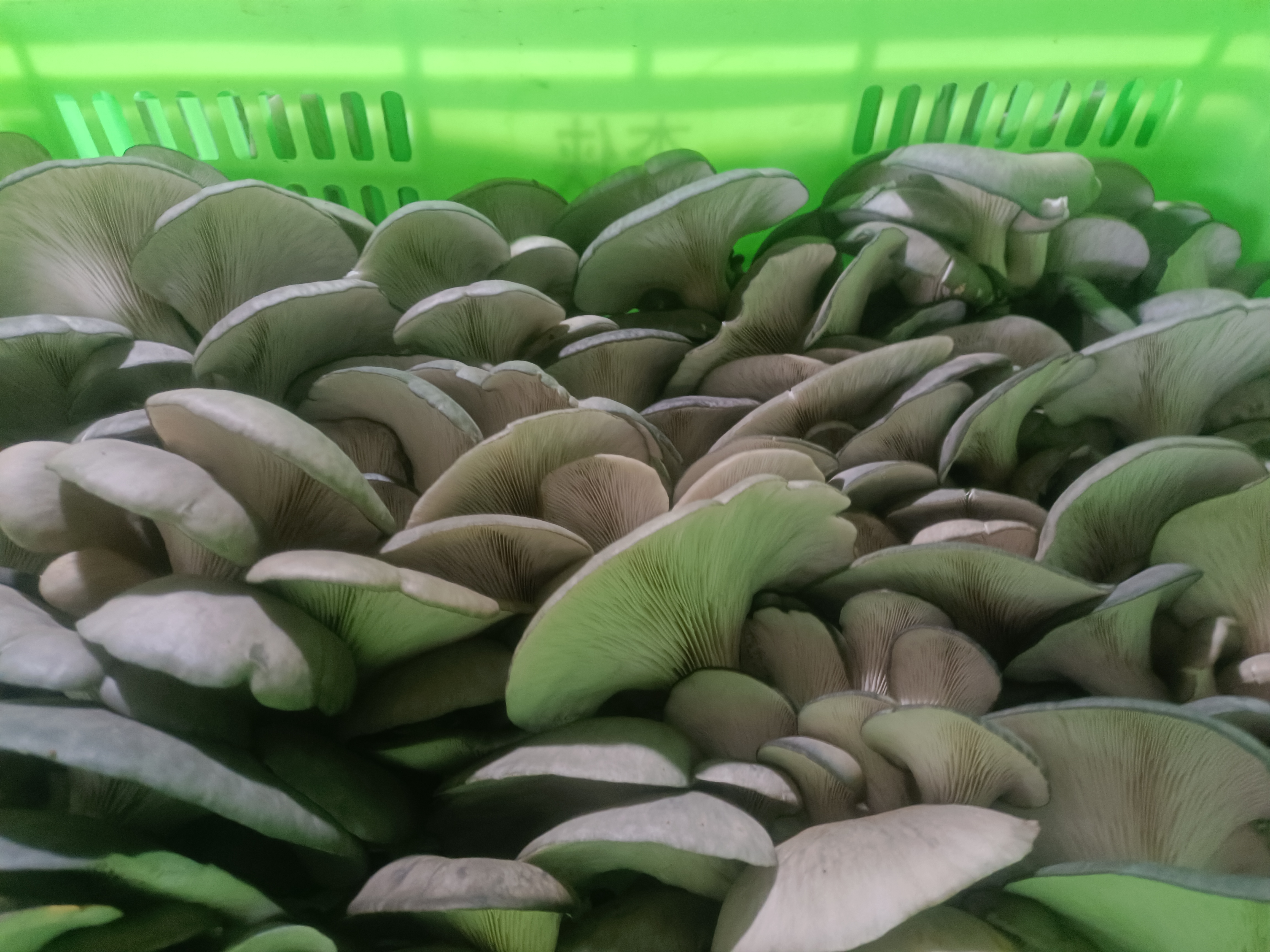 新鲜的平菇在篮子中,表面湿润有光泽 平菇特写