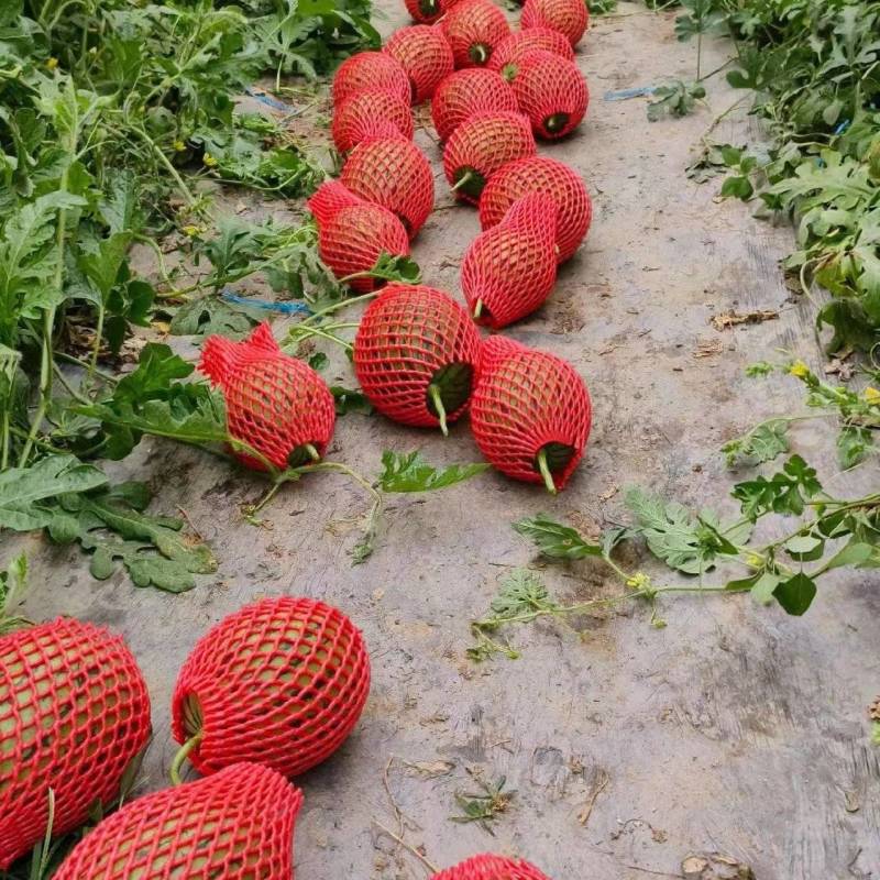 精品牛奶小吊瓜
