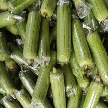 肉丝瓜几毛大量有货质量好