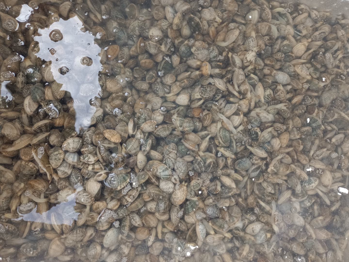 花蛤在盐水中浸泡