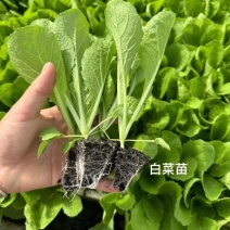黄心大白菜苗保质保量死苗补发