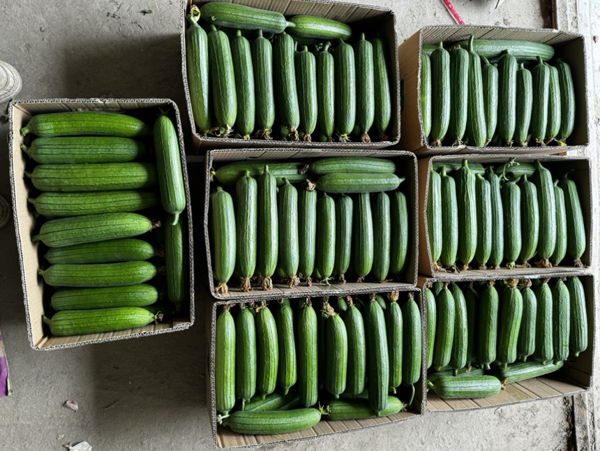 丝瓜在菜市场中新鲜上市