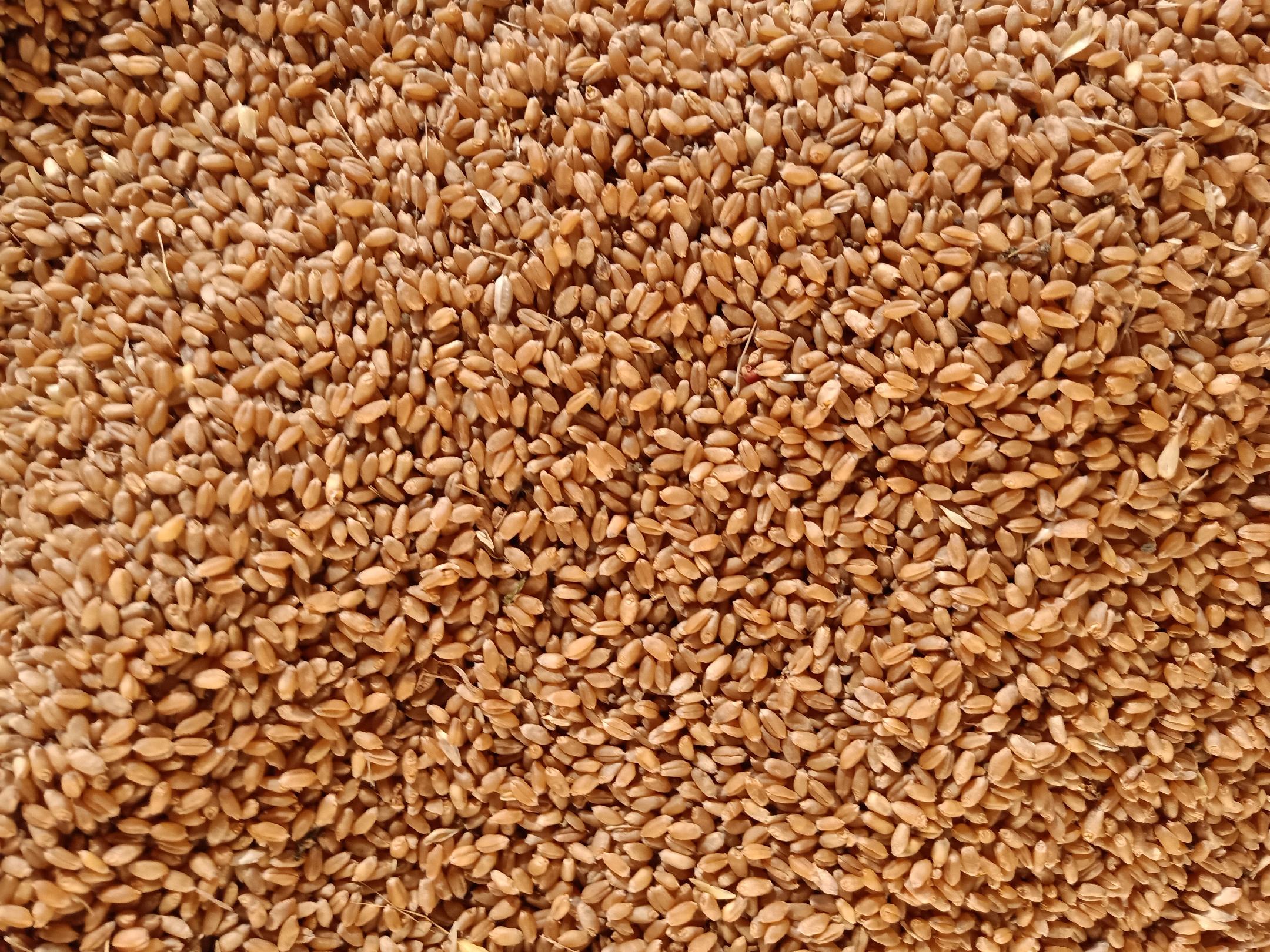 郑麦9023与济麦22植株对比