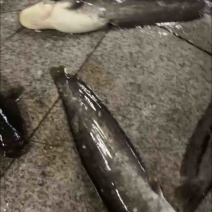 鱼