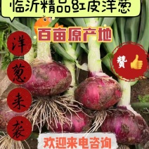 山东洋葱，〔精选〕郯城紫皮洋葱，产地现货，可视频看货订价