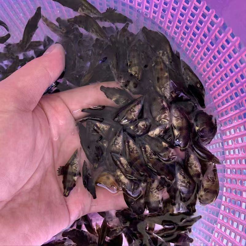 [班桂鱼批发]湖南长沙芙蓉区鳜鱼 0.90元/斤桂鱼 _ 一亩田