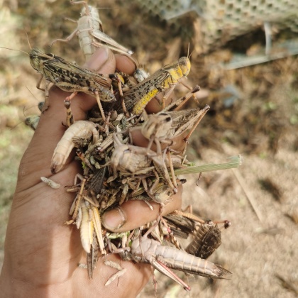 飞蝗芜湖图片