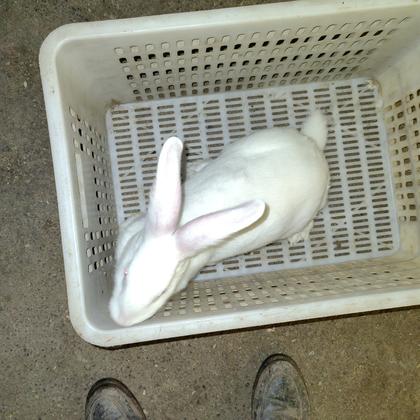 自己家的兔子试试搜这些肉兔兔子兔子,活兔,新西兰兔,5斤以上地底下养