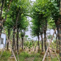 宫粉紫荆基地直销规格齐全欢迎老板来电咨询合作