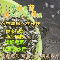 武昌鳊鱼苗三角鲂团头鲂诚信交易用你发财小手通电求购