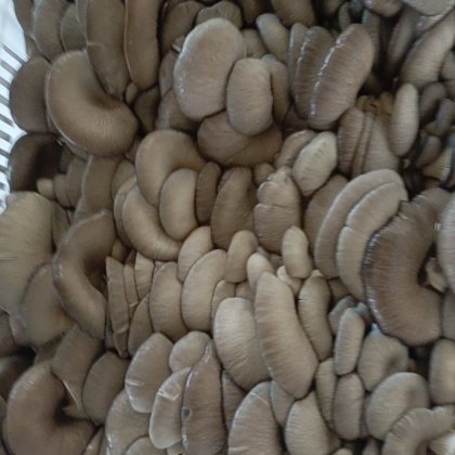 临沂鲜平菇产地行情