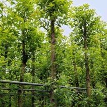 金丝楠木5～10公分基地规格齐全欢迎老板来电咨询合作