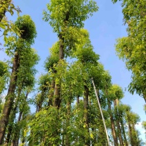 金丝楠木5～25公分基地直销规格齐全欢迎老板来电咨询