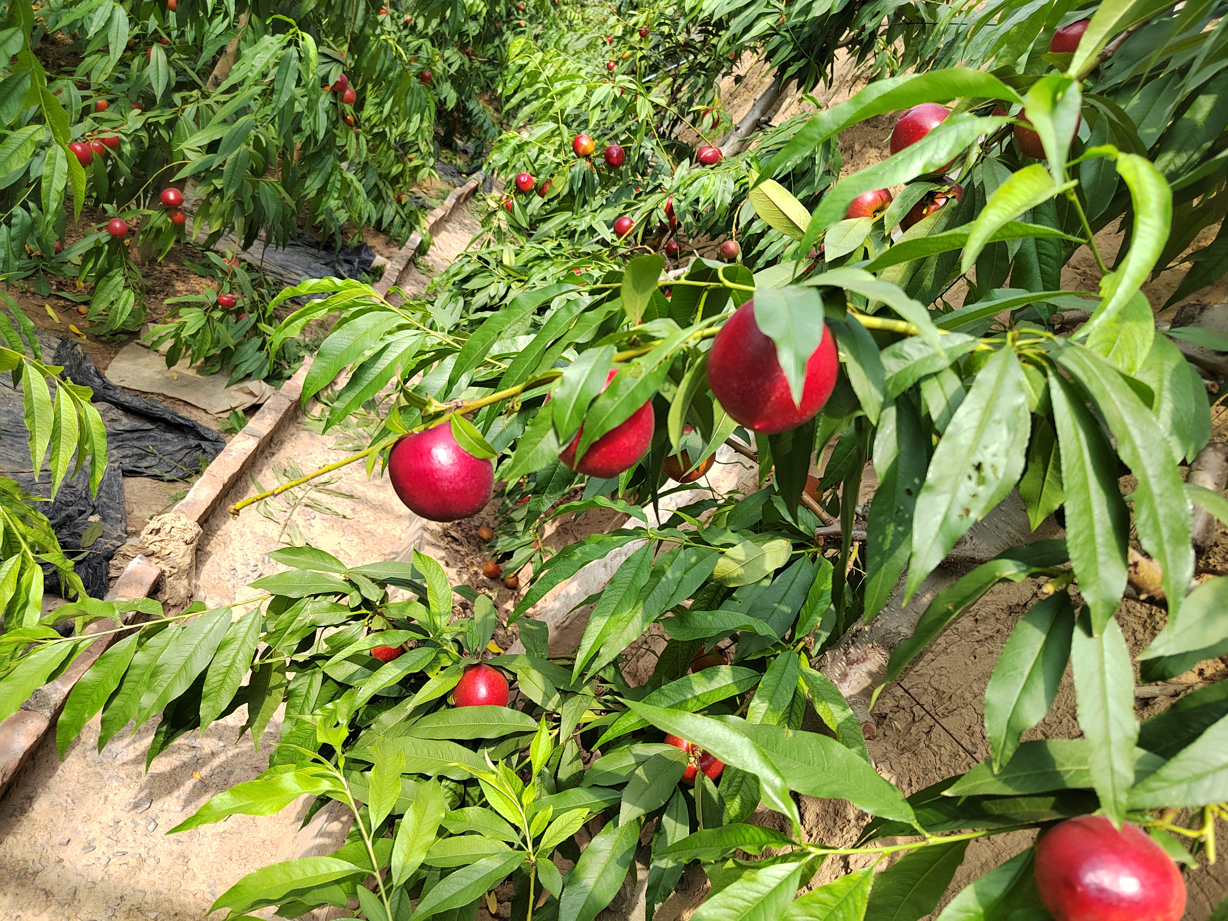 中油油桃果园全景图