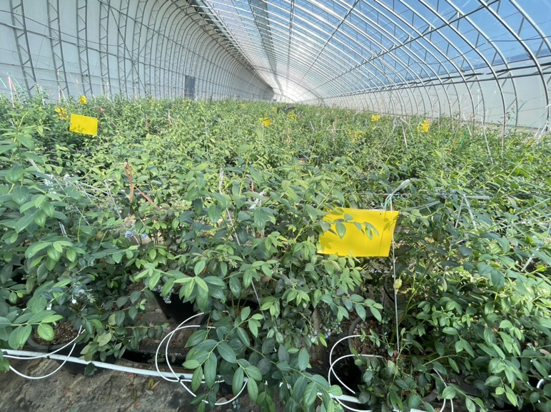 百香果园悬挂黄色粘虫板防治害虫