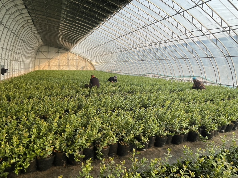 现代化农业温室种植紫甘蓝