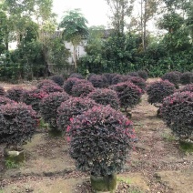 红花继木球70至150高基地直销规格齐全欢迎老板来电