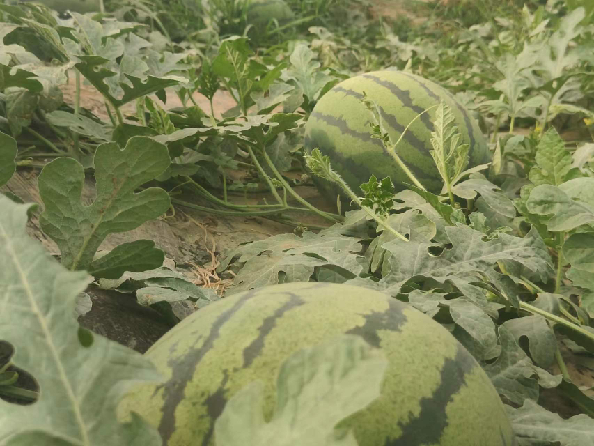 甜王西瓜田间种植图