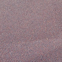 油菜籽