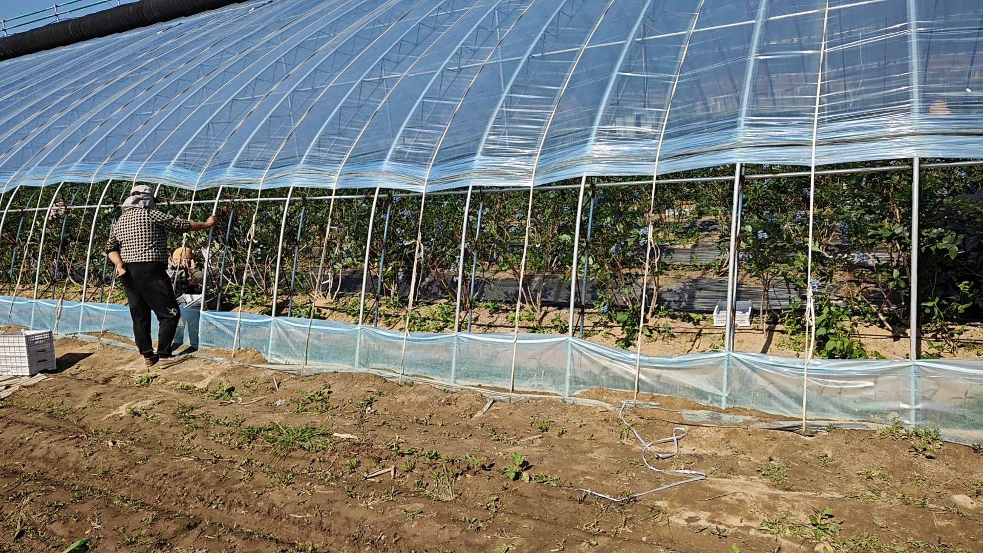 蓝莓种植园实景图