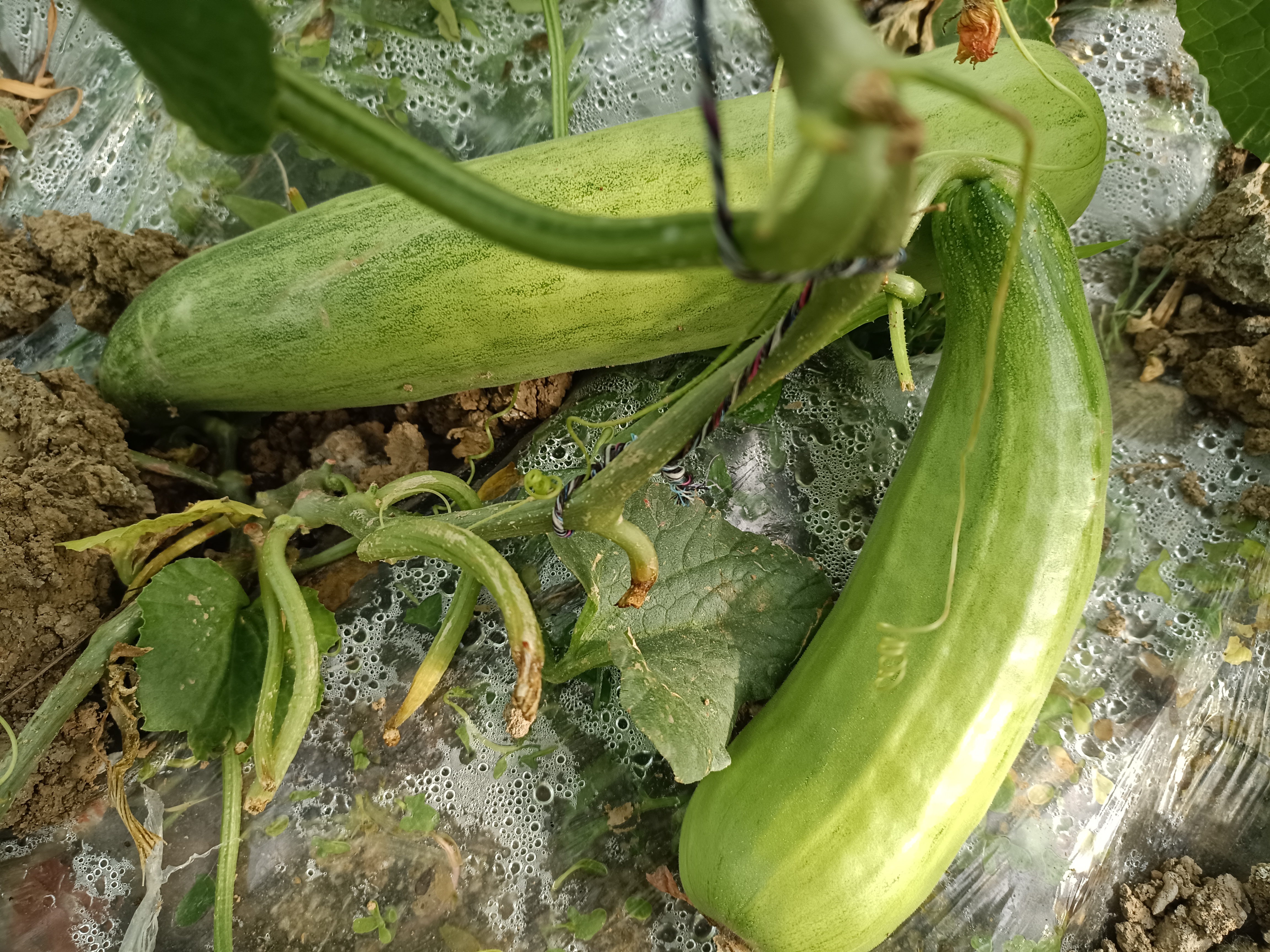 羊角蜜甜瓜植株营养诊断图