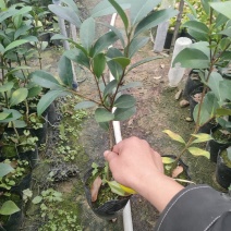 四季茶花苗一年四季开花重辨福建龙岩基地自产诚信第一质量第