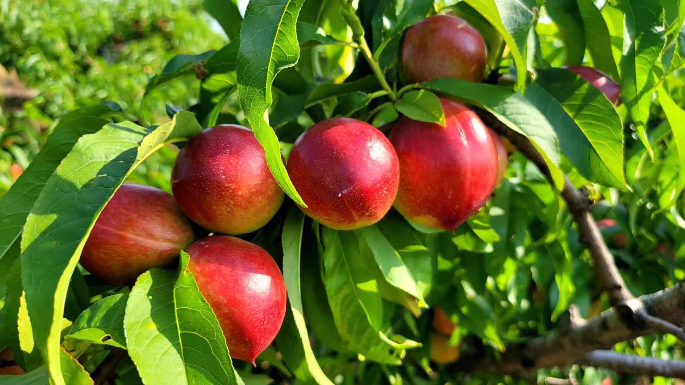 126油桃采摘现场