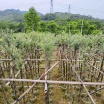 红千层/串钱柳3～10公分基地直销规格齐全欢迎来电