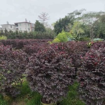 红花继木球80至2米基地直销规格齐全欢迎老板来电咨询