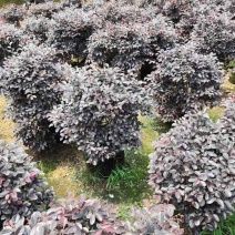 红继木球60至2米基地直销规格齐全欢迎老板来电咨询