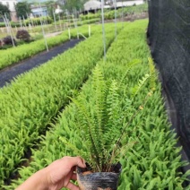 肾蕨小袋中袋基地直销质量优质欢迎老板来电咨询合作