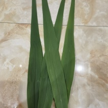 湖北石首芦苇叶