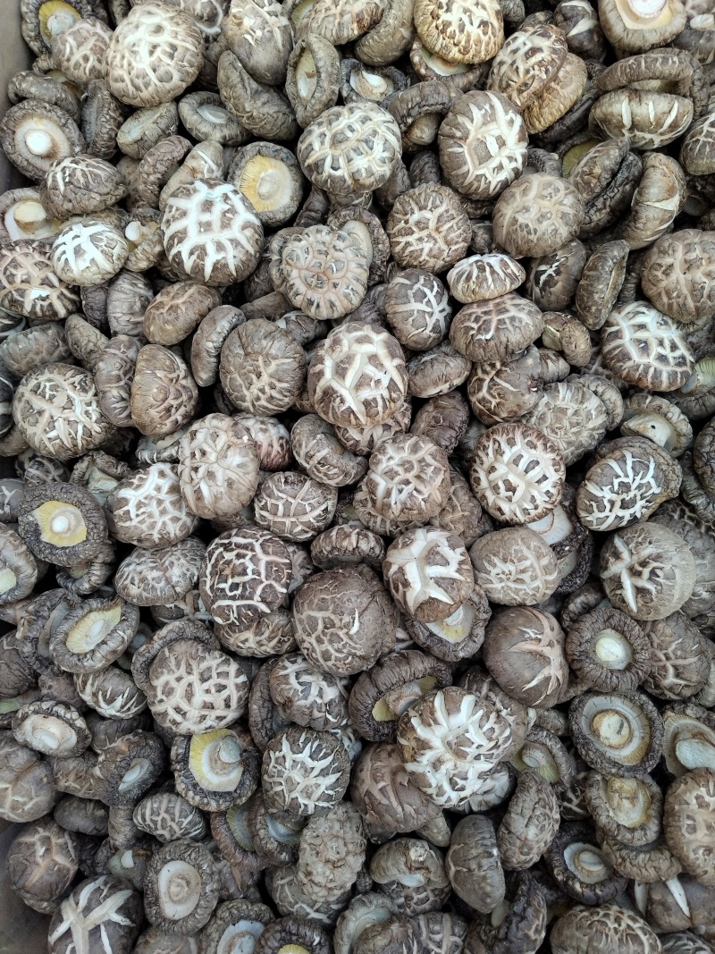 河南南阳内乡县干香菇 39.00元/斤河南春栽干香