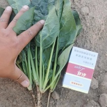 预售本地菠菜大量上市，提供条龙服务，质优价廉，货源充足